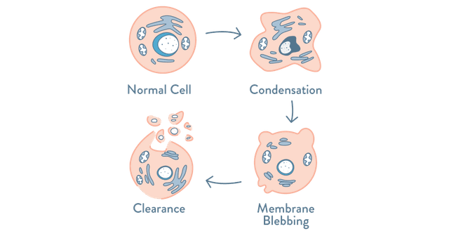 Apoptose: der programmierte Zelltod