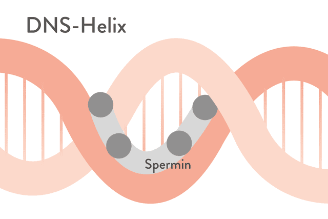 Spermidin – das neue Wundermolekül gegen das Altern