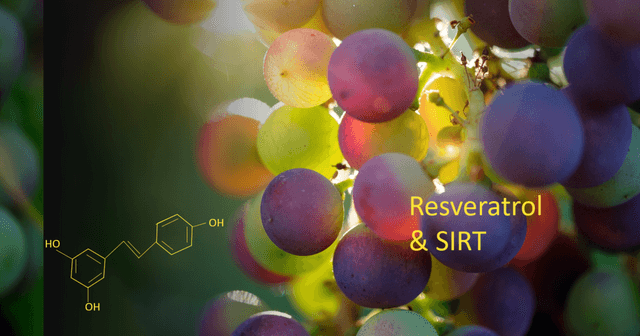 Resveratrol und SIRT